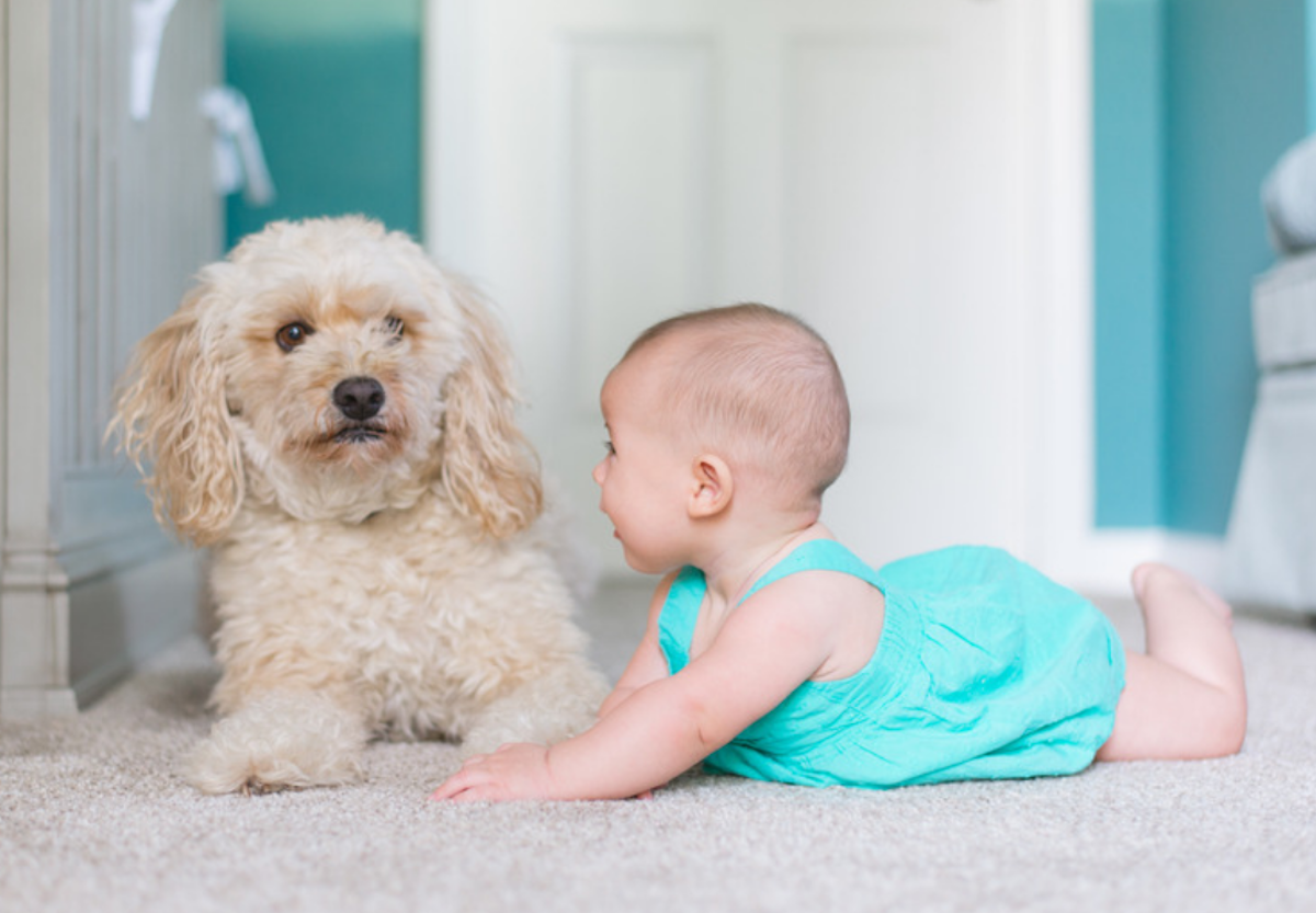 How to Clean Your Carpets: with Antoinette