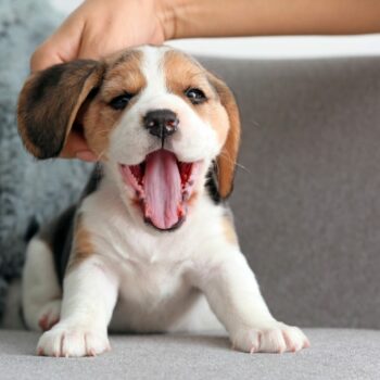 Puppy Sitting On Sofa. Pet-proof Your Home Tips For Dog Owners Just Helpers London Cleaning Agency Antoinette Daniel