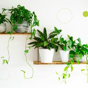 How To Get Rid Of Fungus Gnats From Houseplants. Antoinette Daniel Just Helpers London